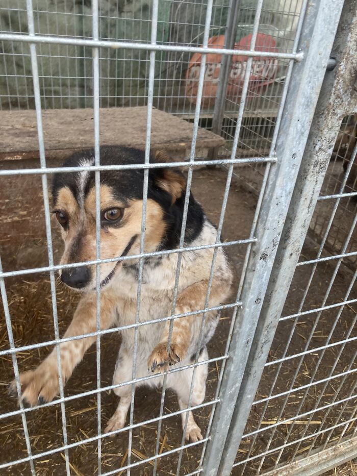 Thanks To All Pandas, We've Been Able To Help Thousands Of Animals Across War-Torn Ukraine And Here's Your Funds In Action