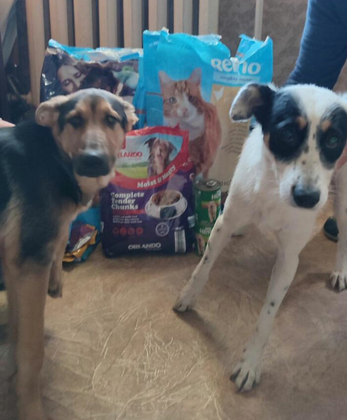 Thanks To All Pandas, We've Been Able To Help Thousands Of Animals Across War-Torn Ukraine And Here's Your Funds In Action