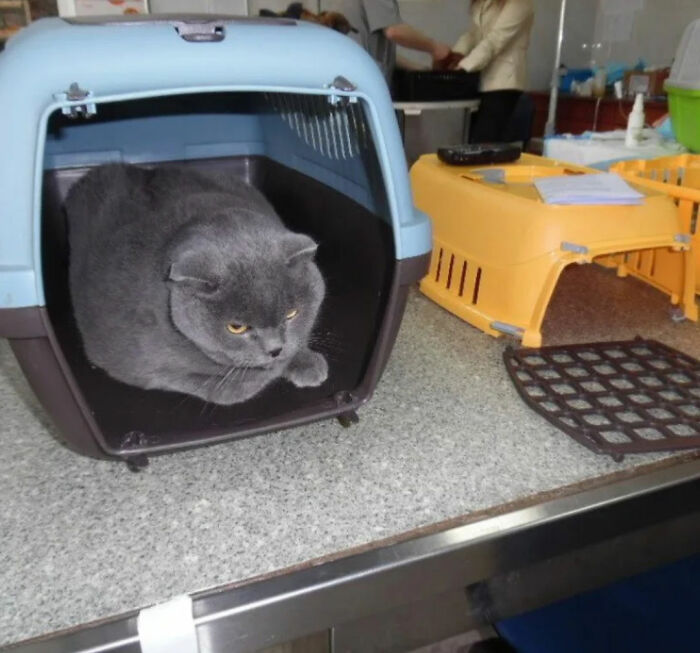 Thanks To All Pandas, We've Been Able To Help Thousands Of Animals Across War-Torn Ukraine And Here's Your Funds In Action