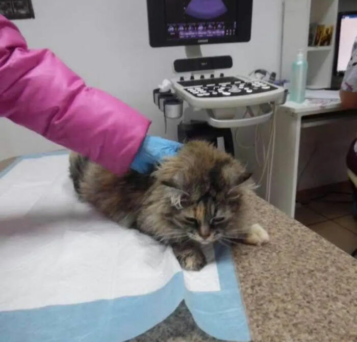 Thanks To All Pandas, We've Been Able To Help Thousands Of Animals Across War-Torn Ukraine And Here's Your Funds In Action