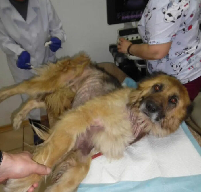 Thanks To All Pandas, We've Been Able To Help Thousands Of Animals Across War-Torn Ukraine And Here's Your Funds In Action