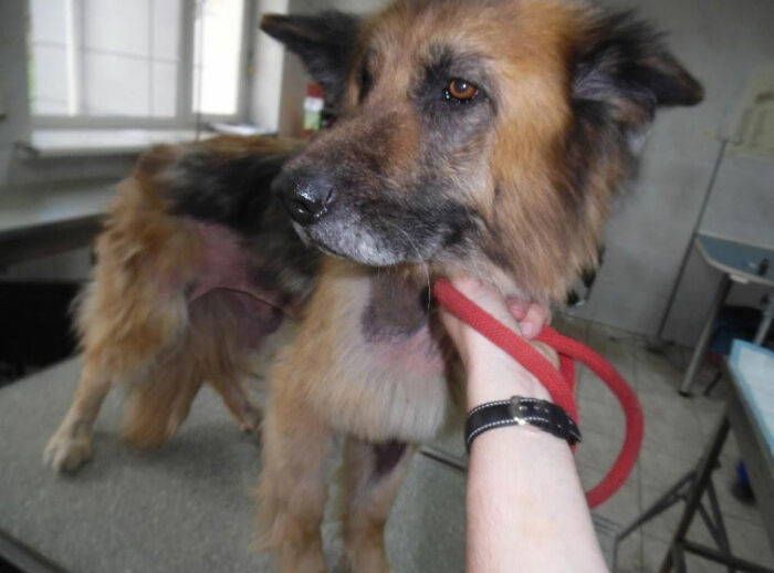 Thanks To All Pandas, We've Been Able To Help Thousands Of Animals Across War-Torn Ukraine And Here's Your Funds In Action