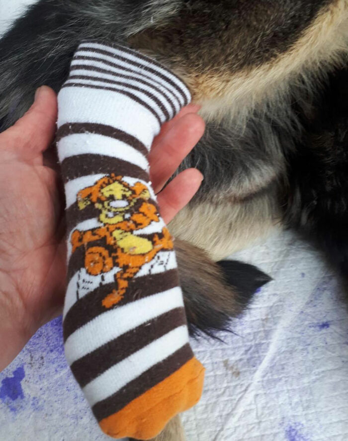 Thanks To All Pandas, We've Been Able To Help Thousands Of Animals Across War-Torn Ukraine And Here's Your Funds In Action