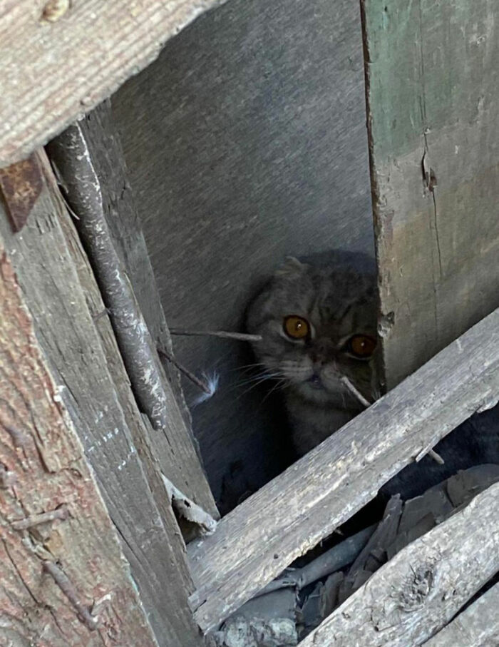 Thanks To All Pandas, We've Been Able To Help Thousands Of Animals Across War-Torn Ukraine And Here's Your Funds In Action