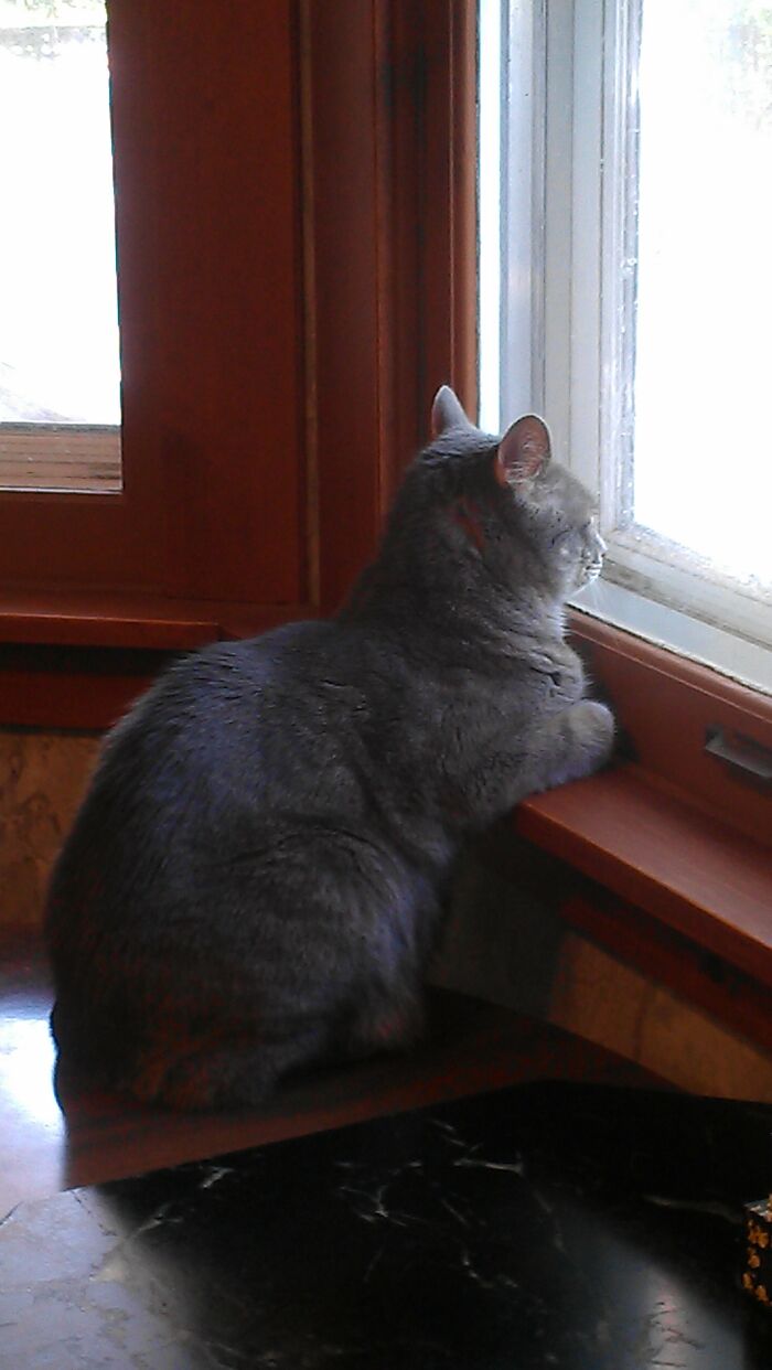 Shiva, Watching The "Bird Show"