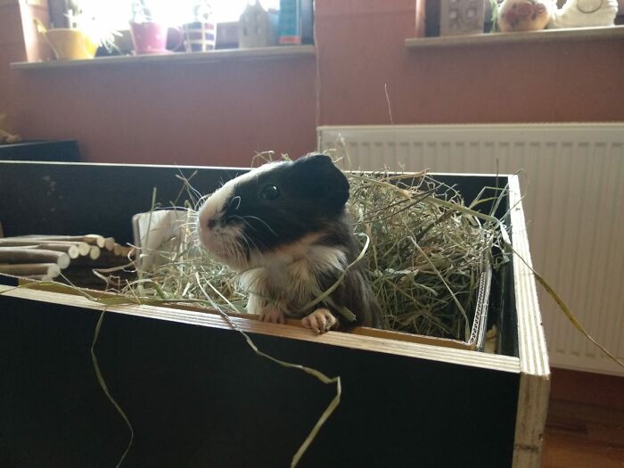 What Ya Doin? Cookies By Any Chance?