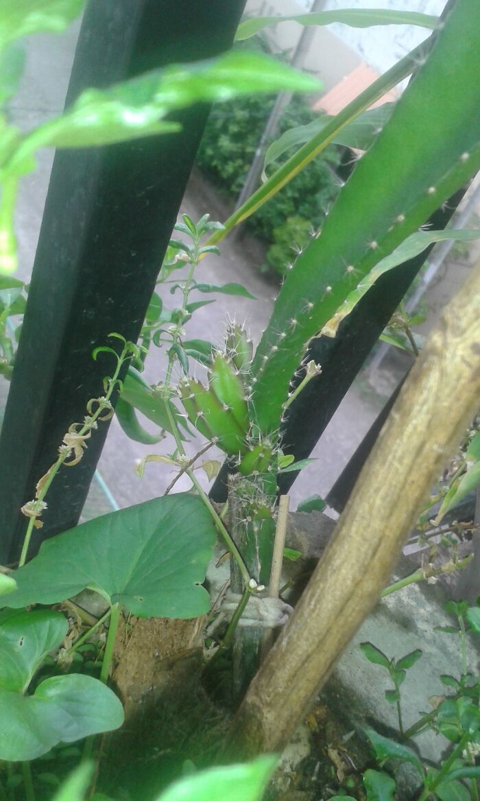 Showing My Friend That The Baby Cactus He Gifted Now Has Babies Of Its Own!