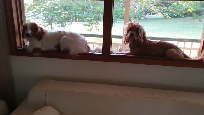 Enjoying The Sun On The Window Sill!