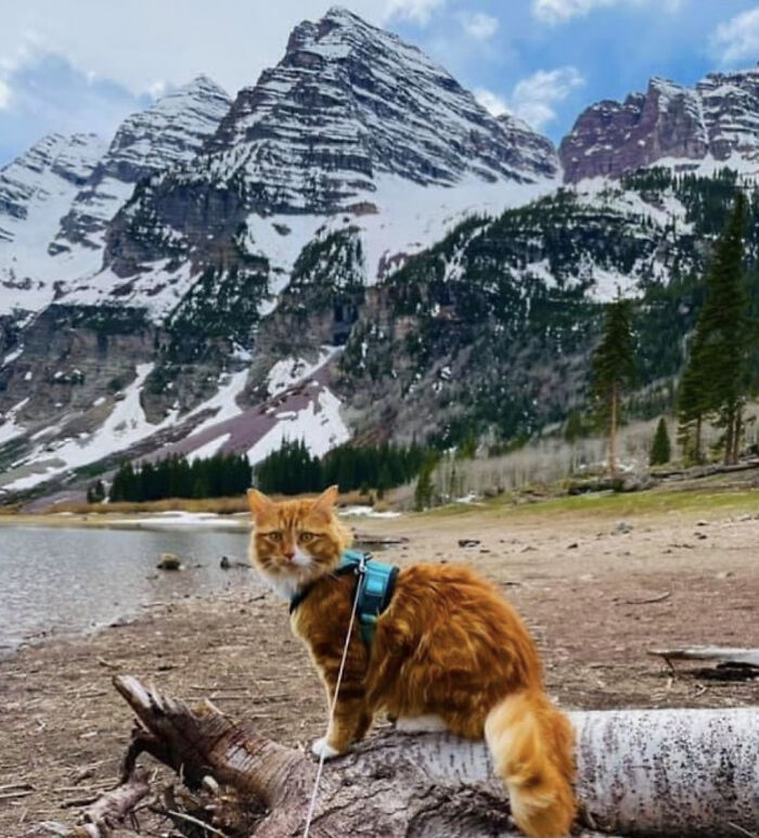A este gato naranja le encanta vivir todo tipo de aventuras y hacer sonreír a todos los que conoce