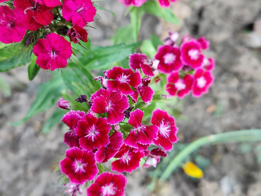 Nature Beauty
