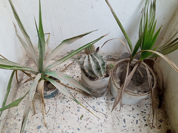 Including Cactus In My Balcony, Egypt.
