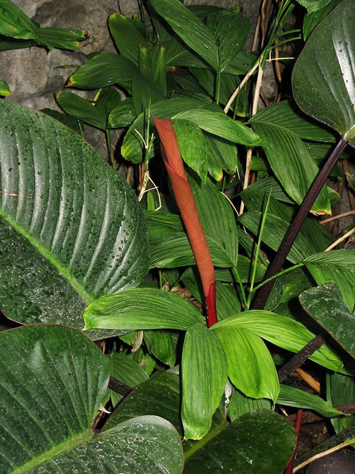 I Don't Know What This Is, But I Ran Across It At The Franklin Park Conservatory In Columbus Oh, And It Was Begging To Have Its Picture Taken.