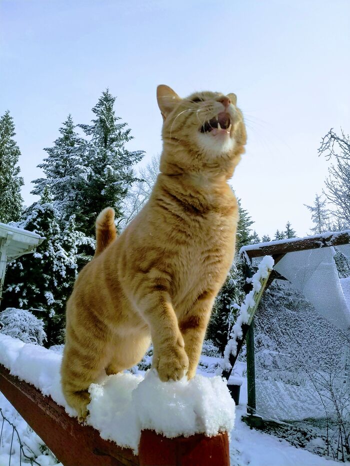 Cajun Is Unhappy? About Spring Snow!