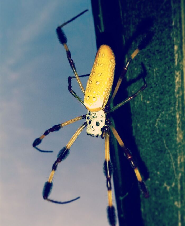A Sweet Lady, She Keeps A Large Pantry Of Bugs In Her Huge Web