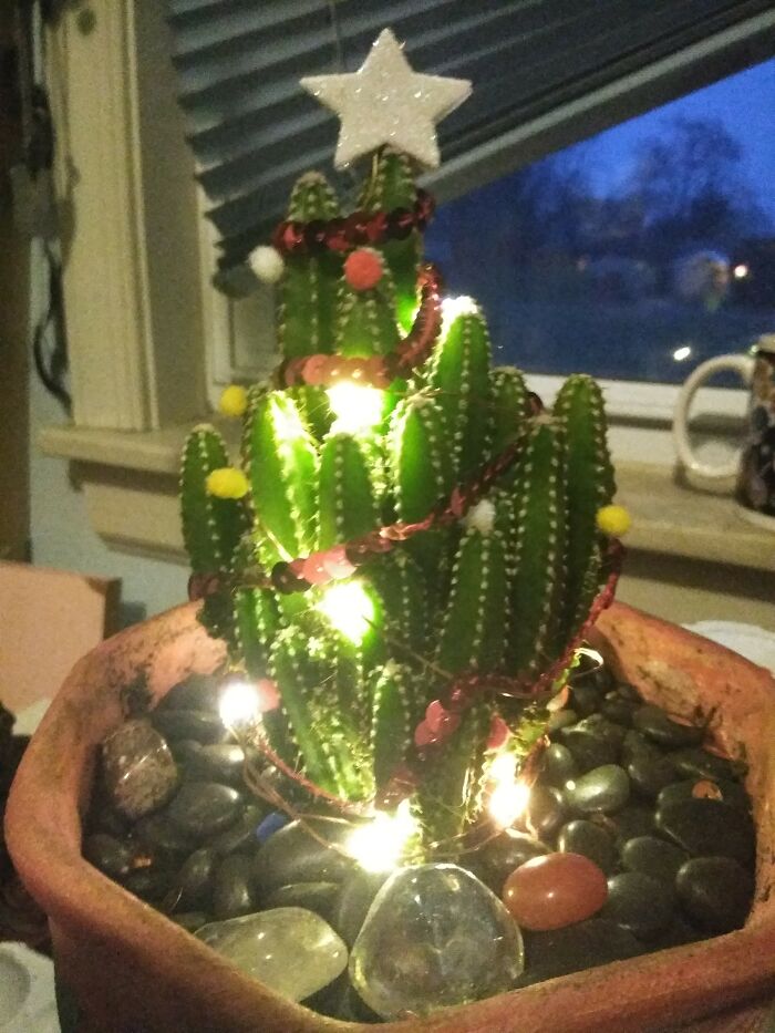 That One Time I Had A (Fairy Castle)cactus For A Christmas Tree