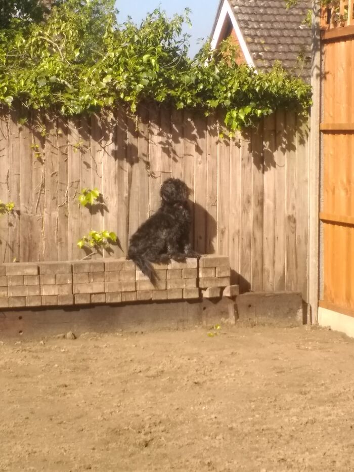 Here's My Dog Acting Like A Cat While My Garden Was Getting Redone. She Does This A Lot.