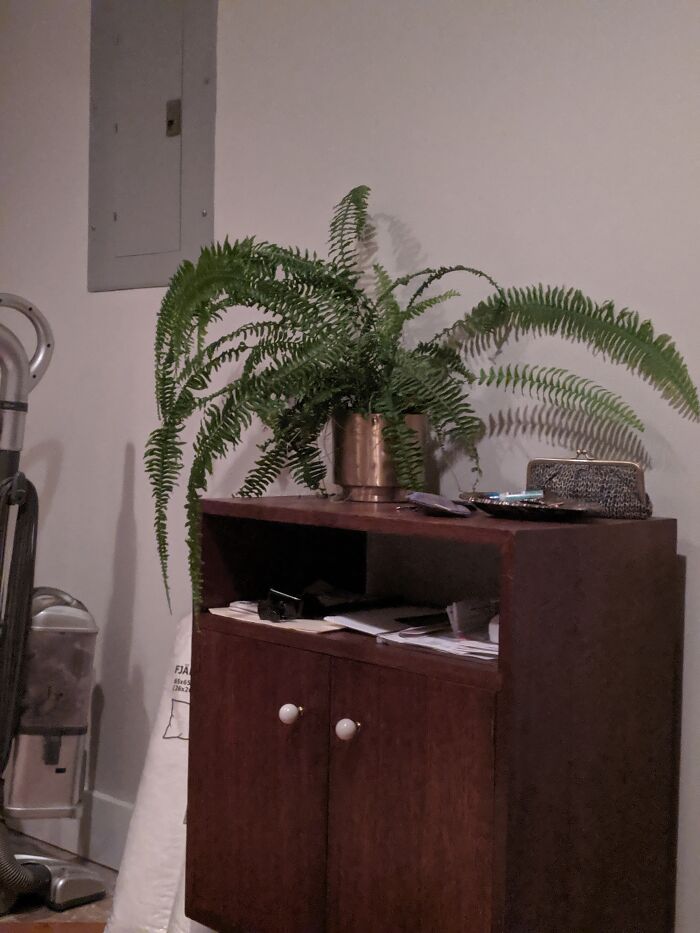 My Wife's Fern Looks Like Sideshow Bob.