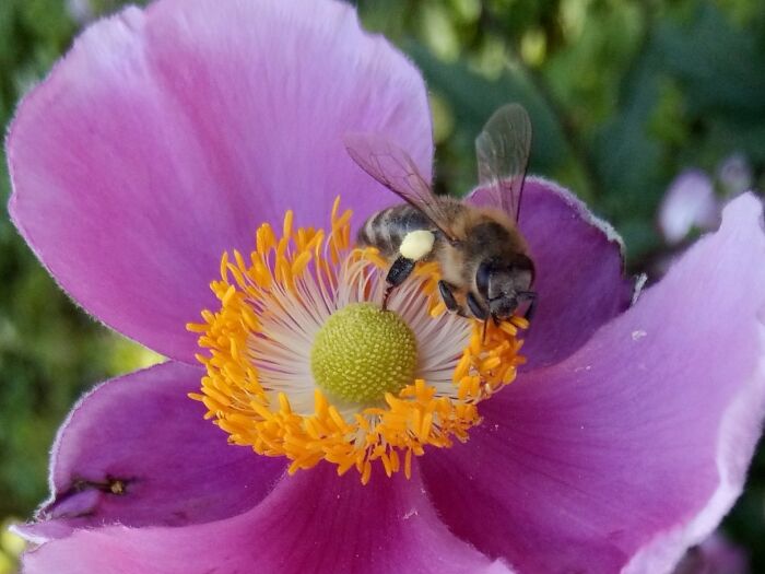 Thank You Little Bee For Collecting Nectar To Produce Some Honey