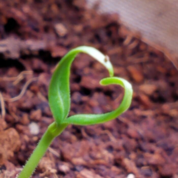 I Woke Up One Day And Saw This Plant. It Was A Good Day 🙂