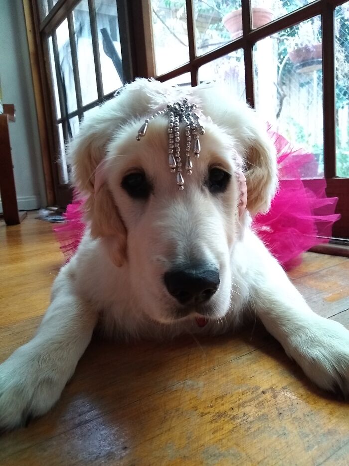 Nope, No Pets Here. Just Ballerinas, I'm Afraid.