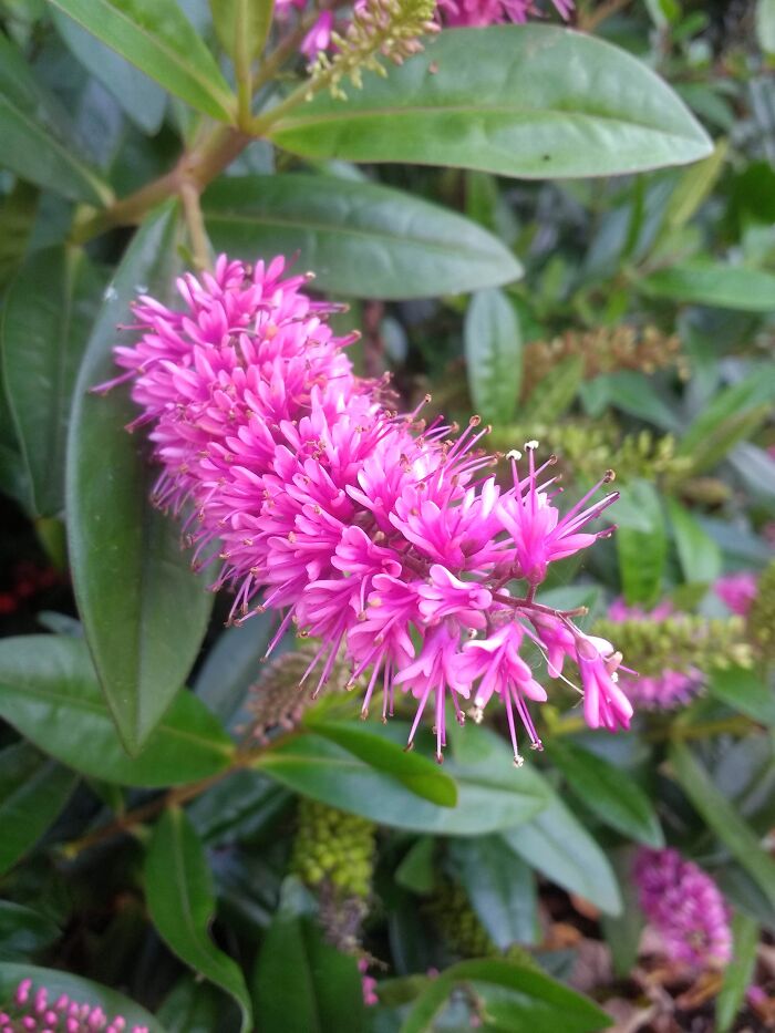 The Plant I Found On My Way Home. Any Ideas To What It Is, It's Gorgeous!