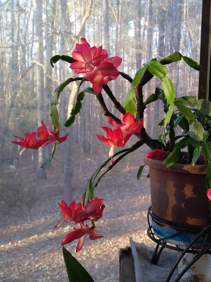 Christmas Cactus
