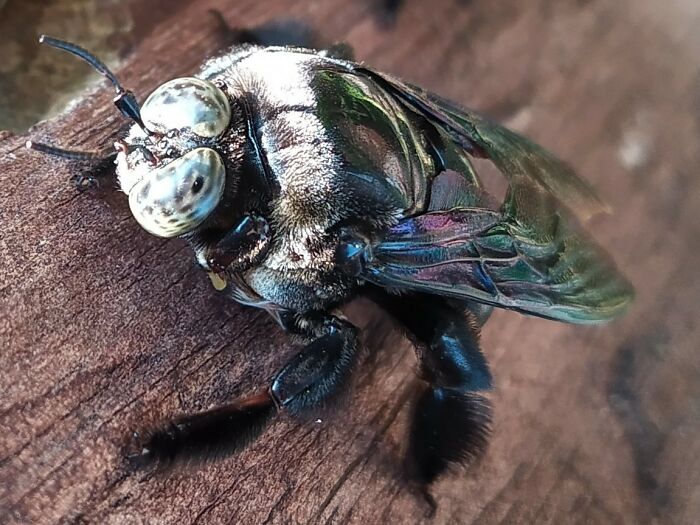 Wood Bee In Thailand