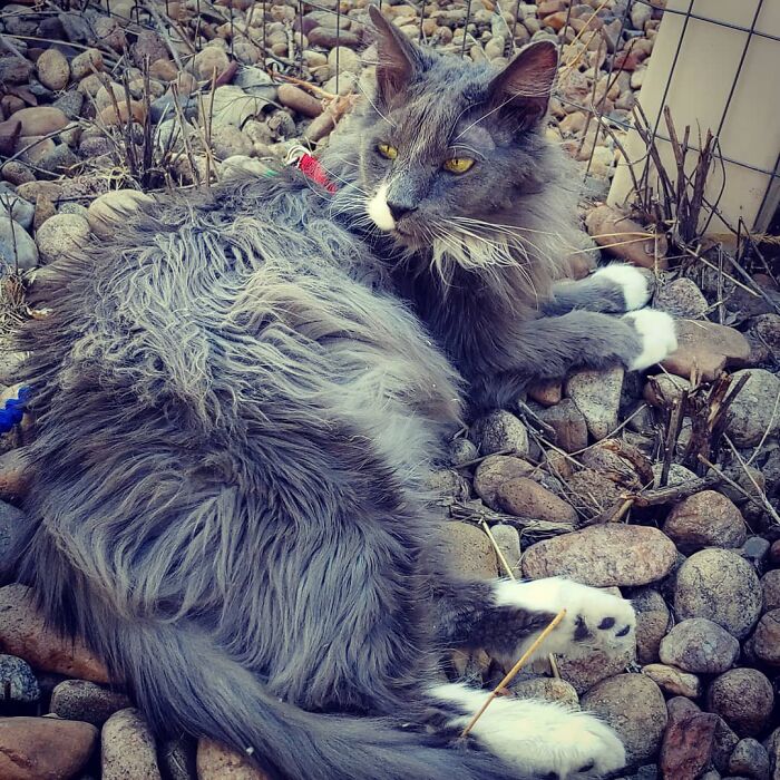 Grey Bear Enjoying His Best Life