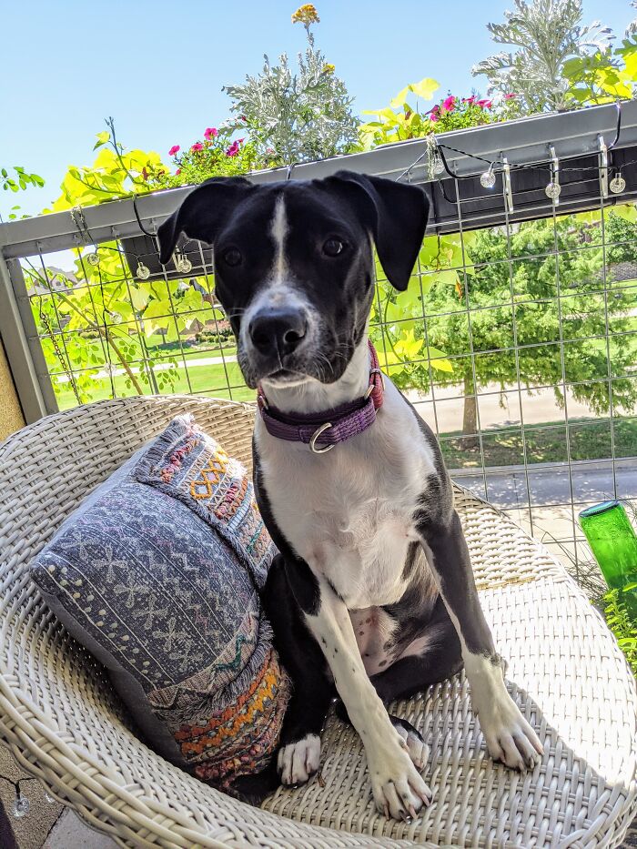 Luna Enjoying Some Rays 🥰