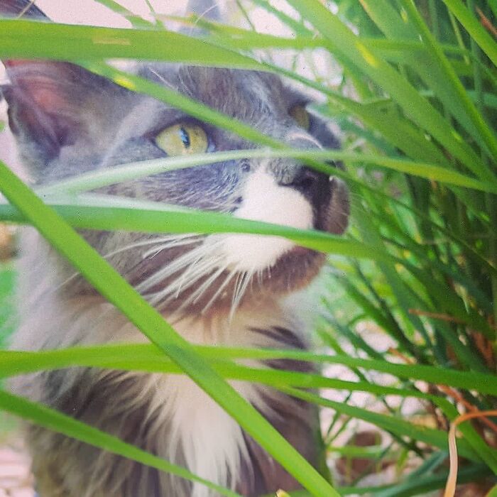 Grey Bear In The Tall Grass