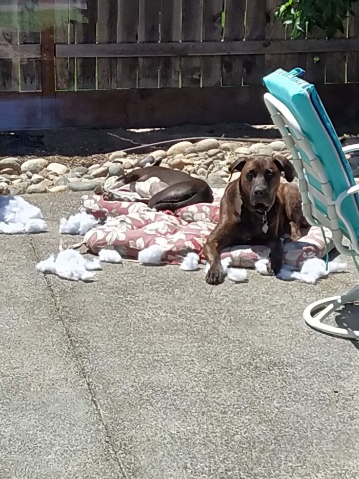 Trash The Cushions And Chill