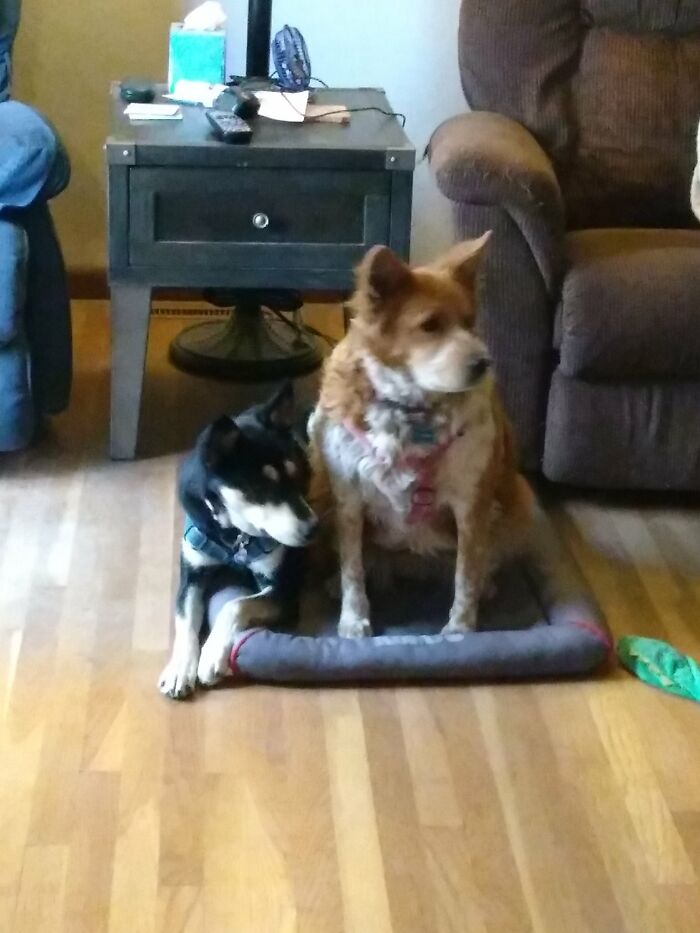 Gracie And Rosie Probably Watching The Cat