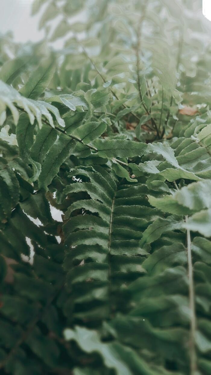 Ferny Fern