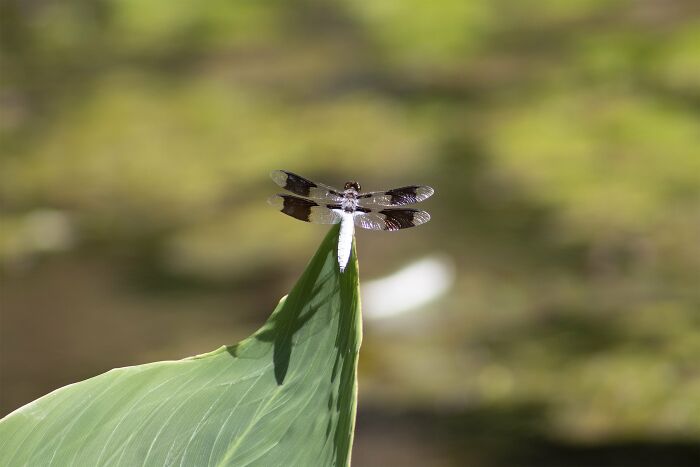 Dragonfly At The Pond