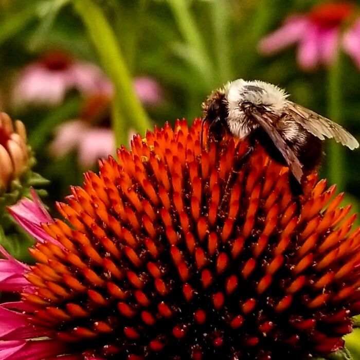 Summer Of '21 In My Mama's Garden.