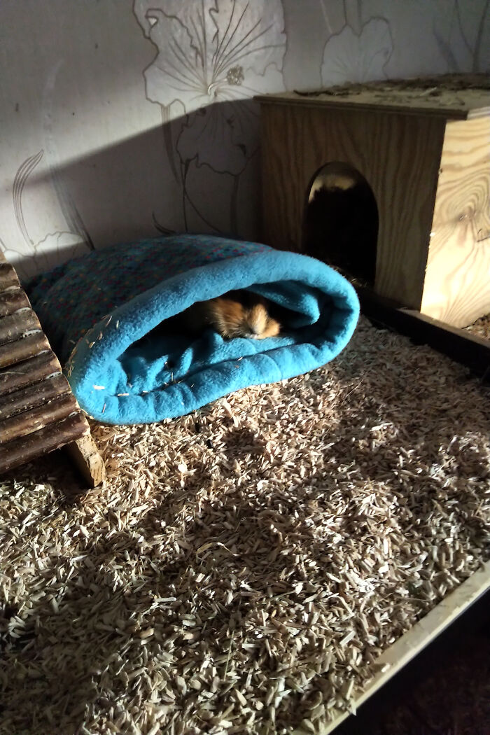 Sunshine - Sometimes Approved, Sometimes Not (Starring Sammy)