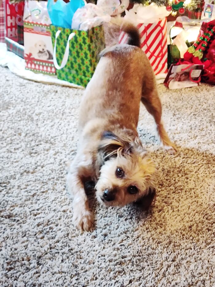 Please Please Please Let Me Open My Christmas Presents