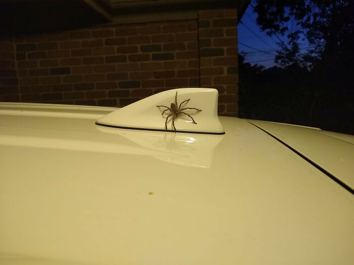 May I Introduce Barry. He Lives On My Car And Keeps Me Company On The Way To Work. We Have An Agreement That He Stays Outside, Although He Doesn't Always Keep His Side Of The Deal.