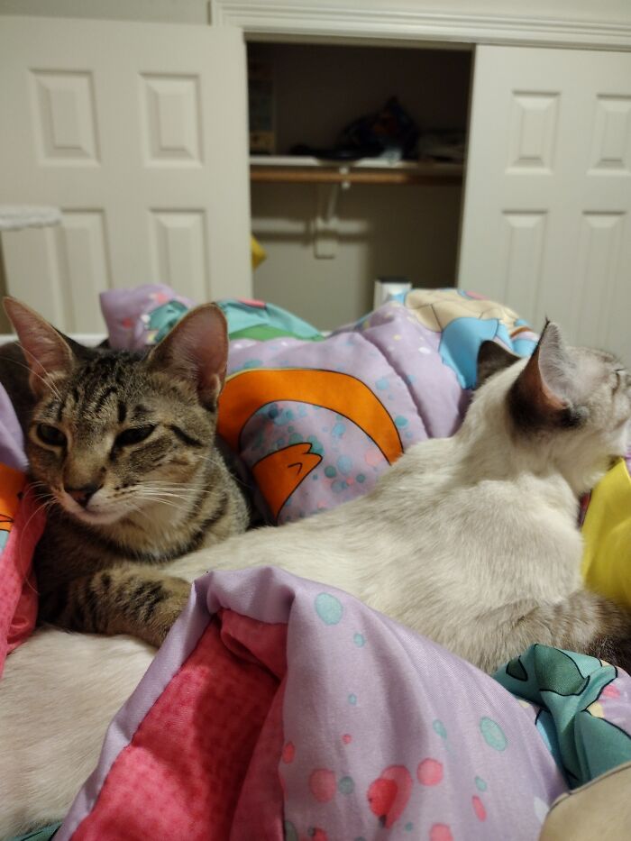 This Isn't A Cooking Fail, But It Is A Failed Attempt At Being Ugly For These Cats