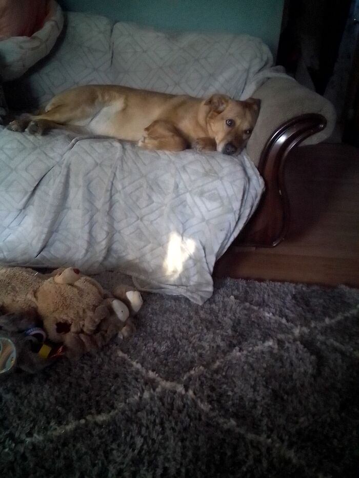 I Have Daisy My Lazy Dog