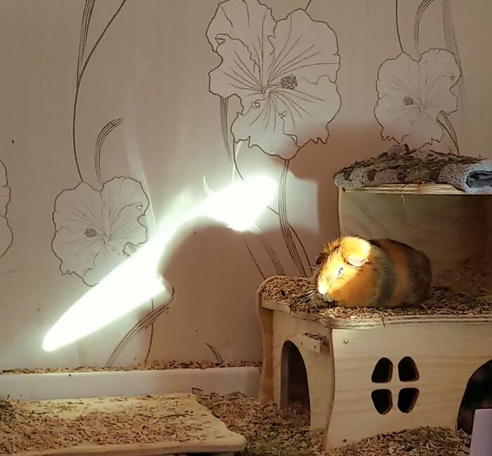 Sunshine - Sometimes Approved, Sometimes Not (Starring Sammy) - Part II