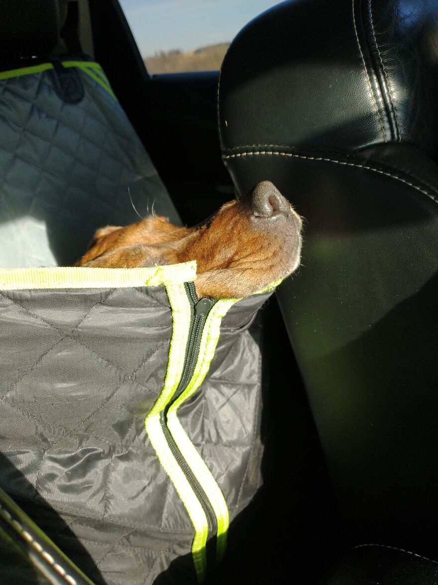 Seven Cute Photos Of My Dog That Might Help You Have A Better Day!