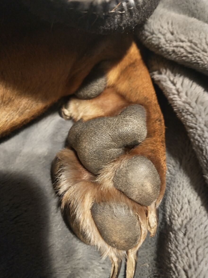 Seven Cute Photos Of My Dog That Might Help You Have A Better Day!