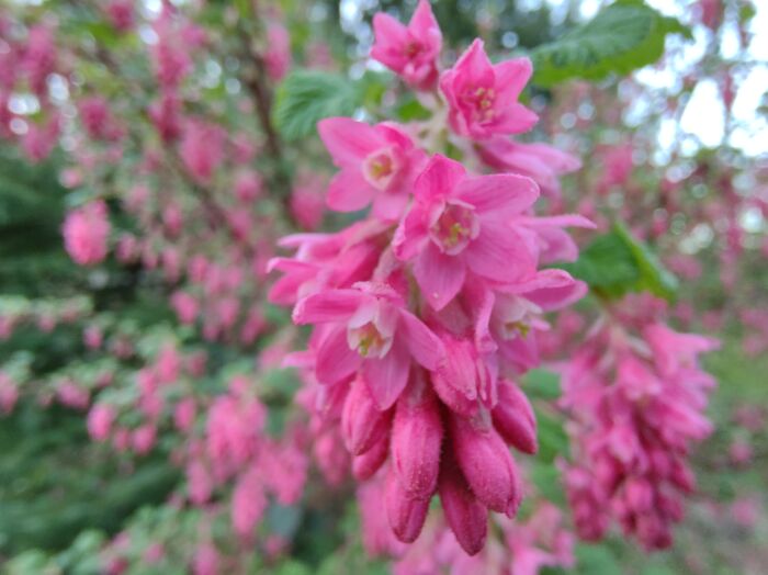 Spring Time In Portland