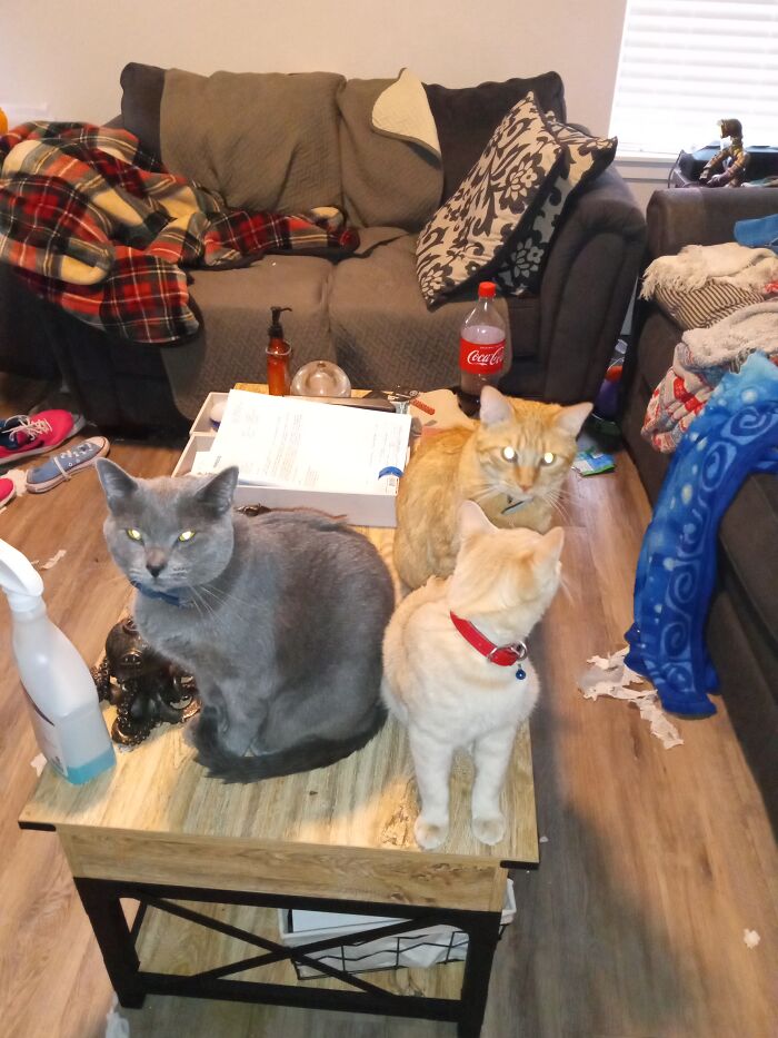 Finally Got A Picture Of All Three Of Them. Kinda