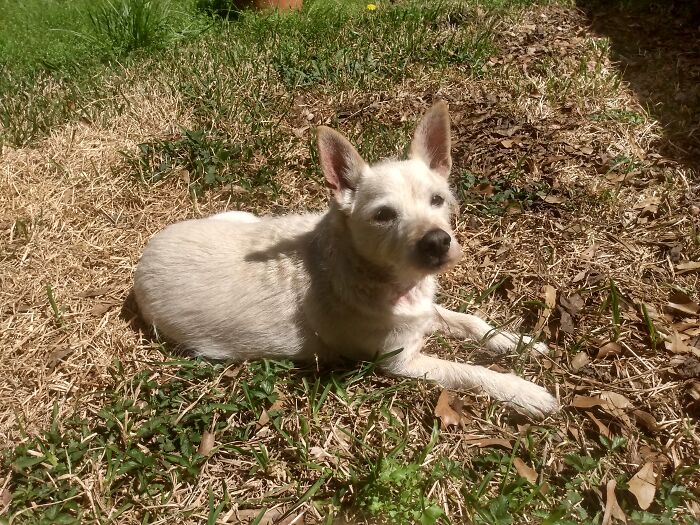 Fergus (Ferg) Always Loves The Sunshine. This Is In Our Backyard But He Loves It At The Dog Park Too, But Moves Too Much To Snap A Good Pic.
