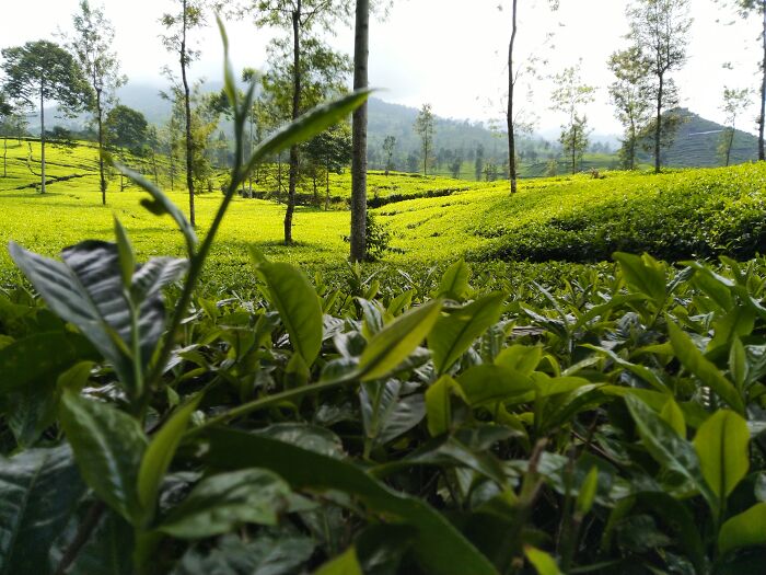 Tes Garden When I Visiting My In Law