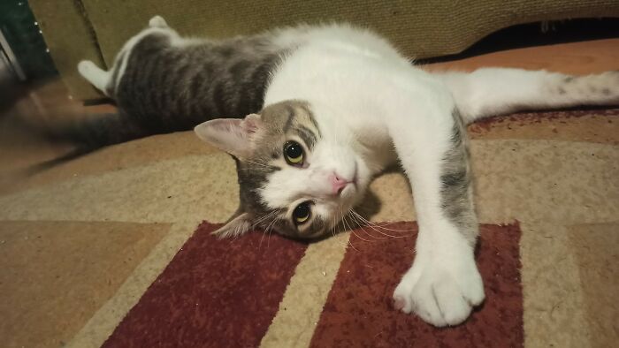 He Knows He Is Being Photographed