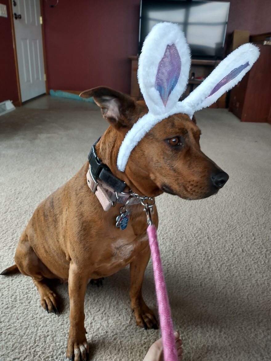 Seven Cute Photos Of My Dog That Might Help You Have A Better Day!