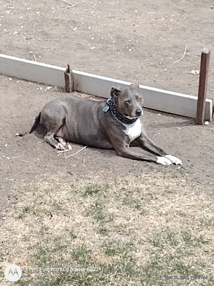 Grae'son Sunbathing, April, 2022